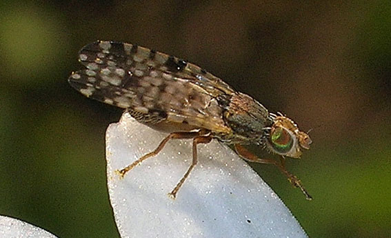 Tephritidae? Si Dioxyna sp.